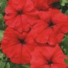 Petunia Marica F1