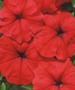 Petunia Marica F1