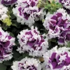 Petunia Pirouette F1