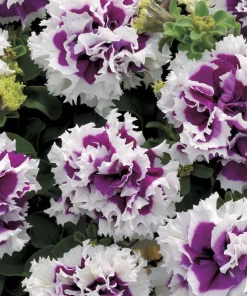 Petunia Pirouette F1