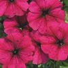 Petunia Silvija H Pink