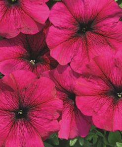 Petunia Silvija H Pink