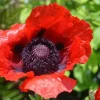 Poppy Oriental Beauty of Livermere