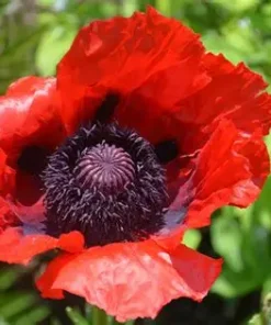 Poppy Oriental Beauty of Livermere