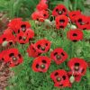 Poppy Ladybird