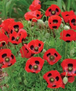 Poppy Ladybird