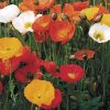 Poppy Iceland Windsong F2