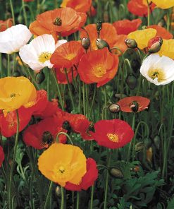 Poppy Iceland Windsong F2