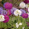 Primula Primrose Drumstick Primula Nepal Mix