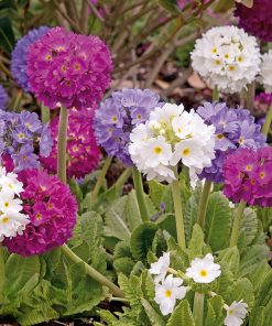 Primula Primrose Drumstick Primula Nepal Mix