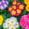 Primula Primrose Primula Colessea
