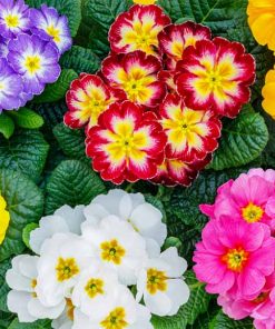 Primula Primrose Primula Colessea