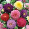 Aster Seeds Princess Mixed 0.5g