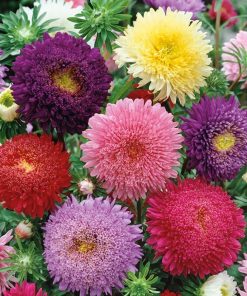 Aster Seeds Princess Mixed 0.5g