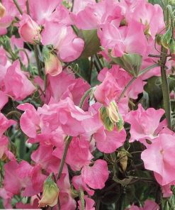 Sweet Pea Evelyn Pink