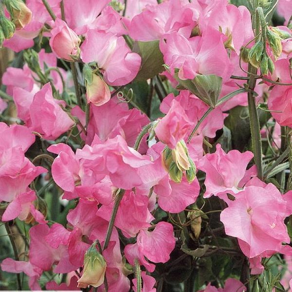 Sweet Pea Evelyn Pink