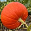 Pumpkin Big Max
