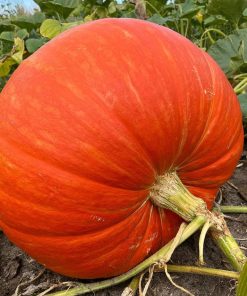 Pumpkin Big Max
