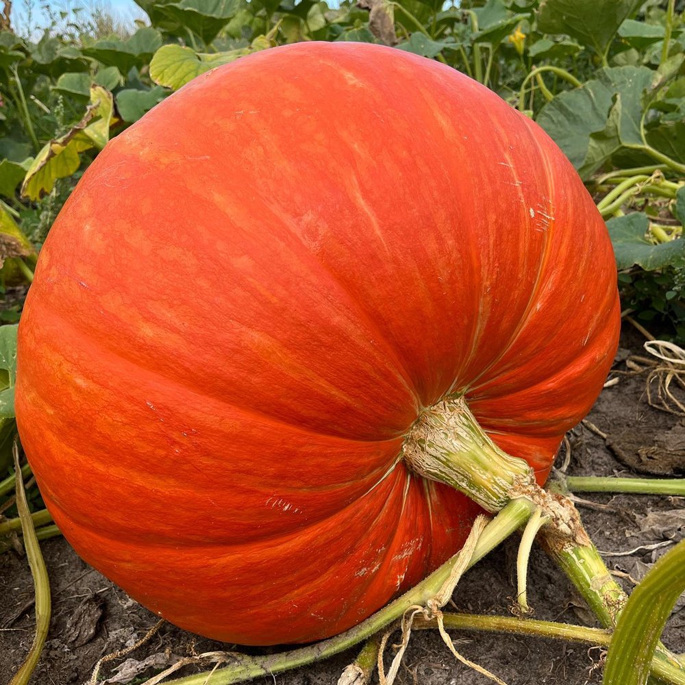 Pumpkin Big Max