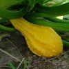 Pumpkin Decorative Cou-Tors Hative