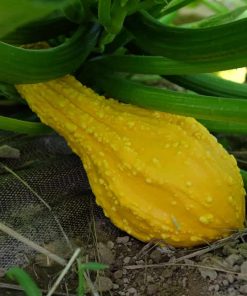 Pumpkin Decorative Cou-Tors Hative