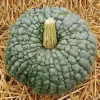 Pumpkin Marina di Chioggia