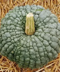 Pumpkin Marina di Chioggia