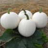 Pumpkin Moonshine H