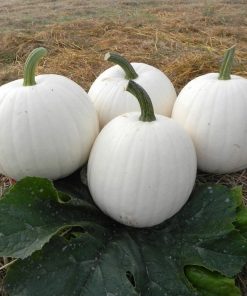 Pumpkin Moonshine H