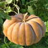 Pumpkin Musque de Provence
