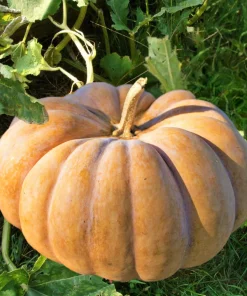 Pumpkin Musque de Provence