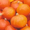 Pumpkin Uchiki Kuri