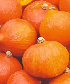 Pumpkin Uchiki Kuri