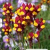 Lunaria Purple-net Toadflax Cordoba