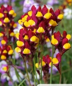 Lunaria Purple-net Toadflax Cordoba