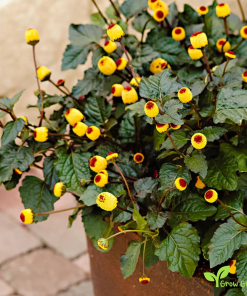 Purpurea Toothache Plant