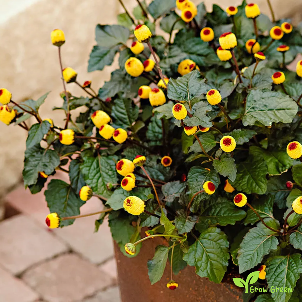 Purpurea Toothache Plant