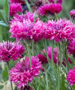 Cornflower Double Ball Red