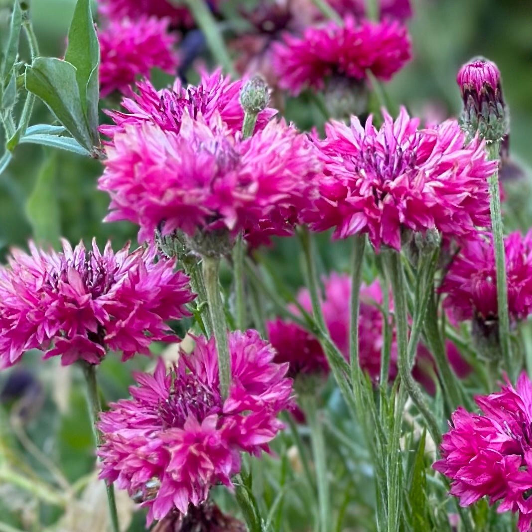 Cornflower Double Ball Red
