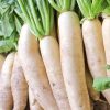 Radish Rudens Gawan F1