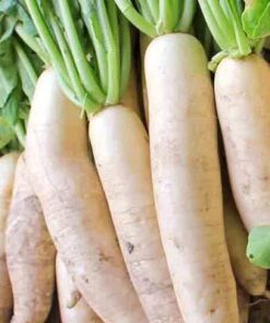 Radish Rudens Gawan F1