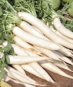 Radish Minowase