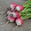 Radish National 2