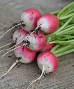 Radish National 2