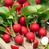 Radish Rondeel