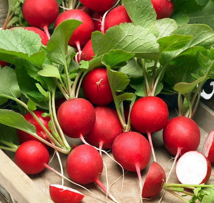Radish Rondeel