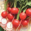 Radish Rudolf BP Bio