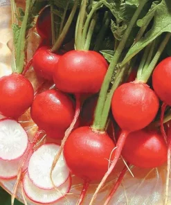 Radish Rudolf BP Bio
