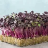 Radish Radish Sango Sprouts and Microgreens