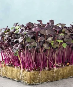 Radish Radish Sango Sprouts and Microgreens